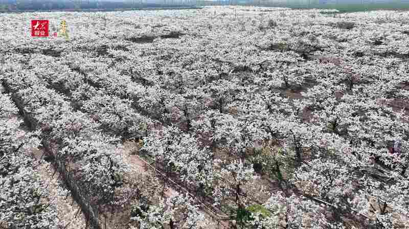 深山梨园为何引得万人空巷？一场乡村文旅的破局样本