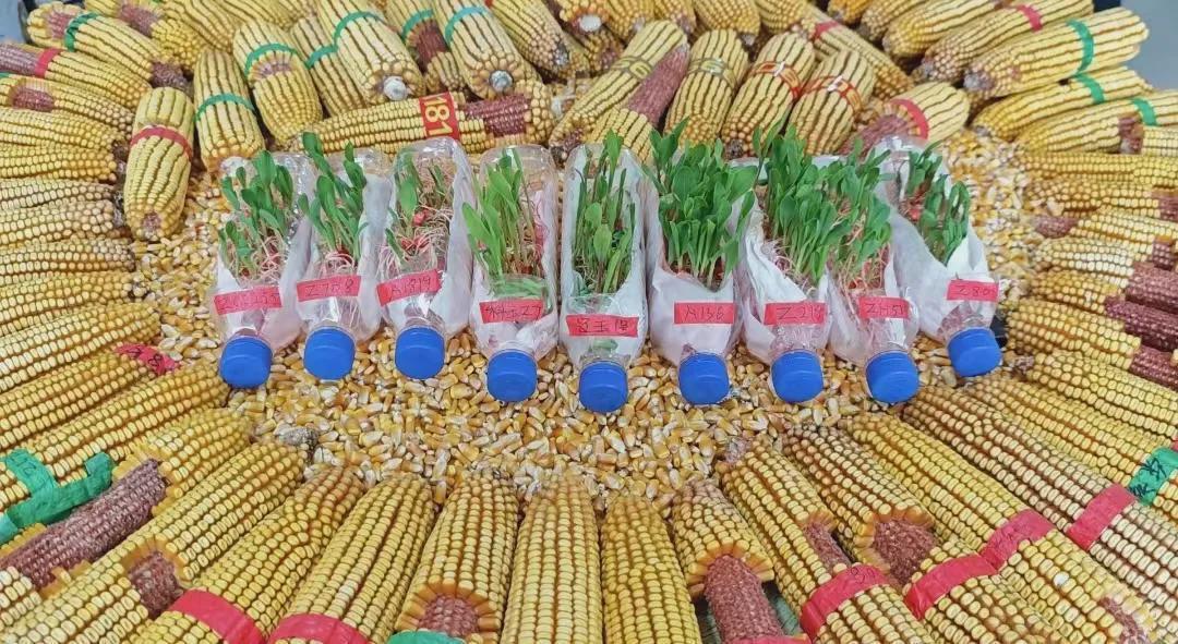  种子“身份证”背后的技术密码：吉林春耕选种深度解析 新闻