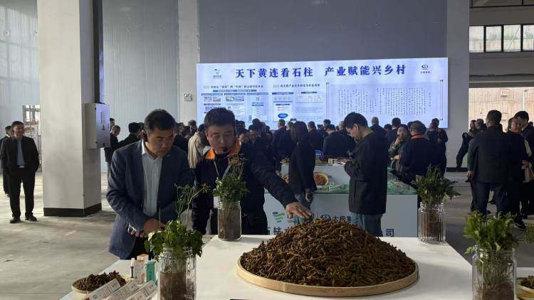  技术破局：石柱县“千万工程”落地的三路径深度解析 新闻