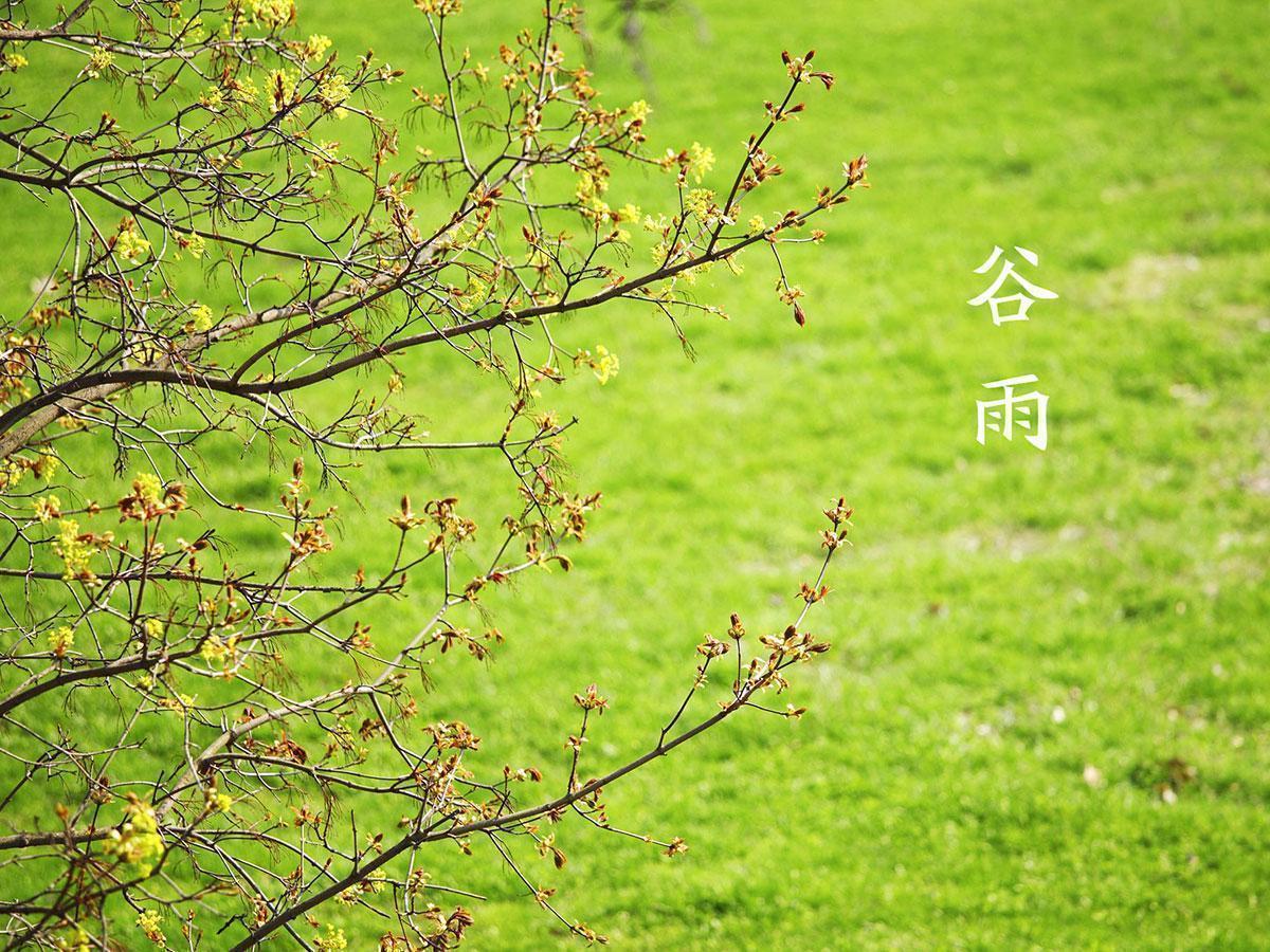  【节气研究】谷雨早晚与三伏冷热的内在逻辑：基于气候传导机制的深度解析 文化旅游