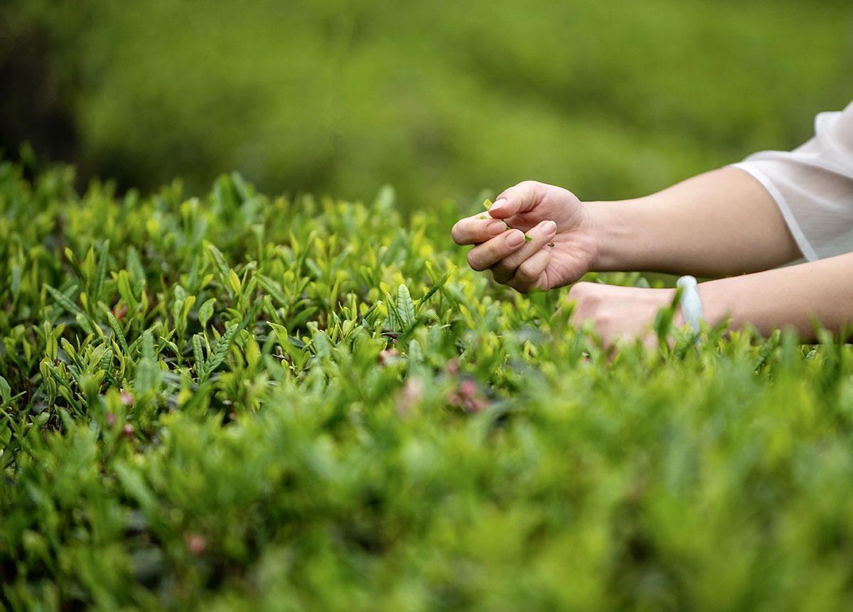  【节气研究】谷雨早晚与三伏冷热的内在逻辑：基于气候传导机制的深度解析 文化旅游