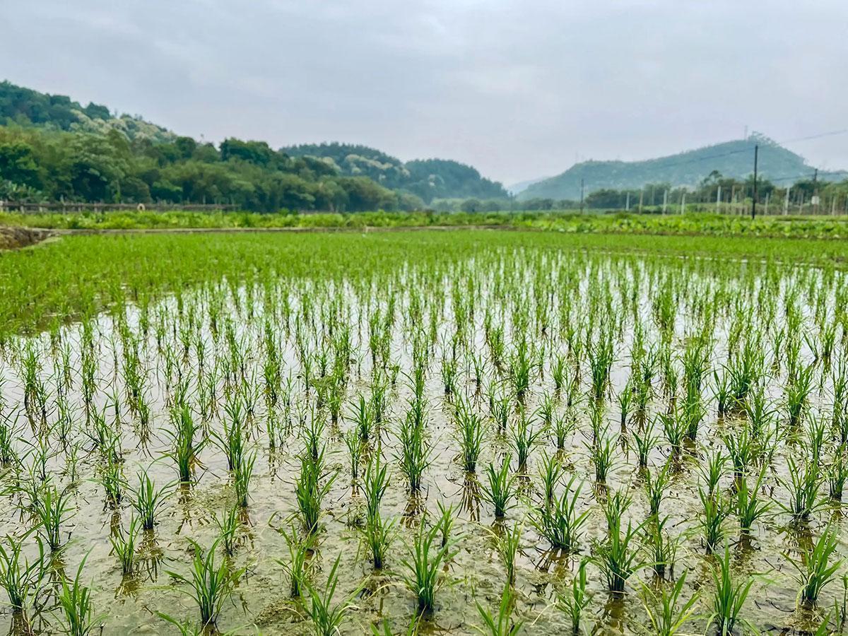  【节气研究】谷雨早晚与三伏冷热的内在逻辑：基于气候传导机制的深度解析 文化旅游