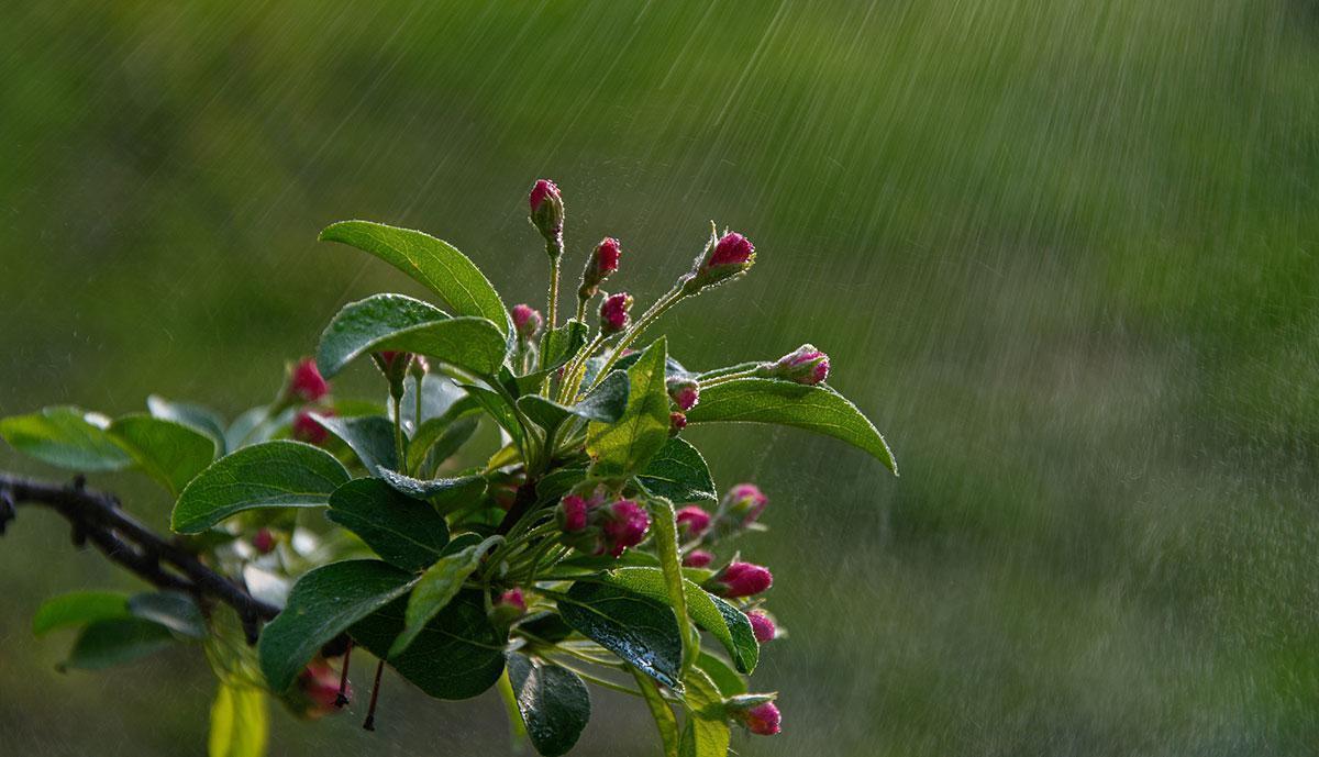  【节气研究】谷雨早晚与三伏冷热的内在逻辑：基于气候传导机制的深度解析 文化旅游